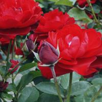 Rosa 'Lilli Marleen' - růže