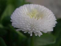 Bellis perennis - sedmikráska obecná