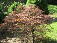Acer palmatum dissectum 'Tamukeyama' - javor dlanitolistý