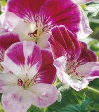 Pelargonium 'Captain Starlight' - pelargonie (READERS DIGEST VÝBĚR)