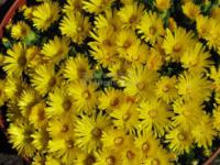Delosperma congestum - kosmatec
