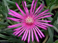 Delosperma cooperi - kosmatec