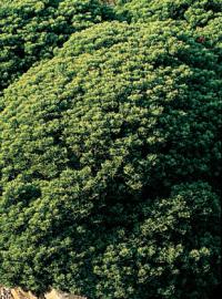 Hebe cupressoides 'Boughton Dome' - hebe cypřišovitá (READERS DIGEST VÝBĚR)