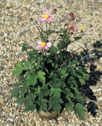 Anemone hupehensis 'Pink Saucer'™ - sasanka (SYNGENTA FLOWERS)