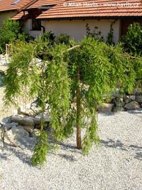 Taxodium distichum 'Cascade Falls' - tisovec dvouřadý