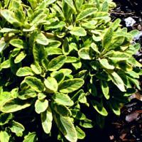 Salvia officinalis 'Variegata' - šalvěj lékařská