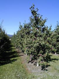 Slivoňová vřetena v sadě - slivoně