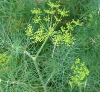 Anethum graveolens - kopr vonný