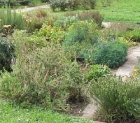 Prevence a ochrana zeleniny a ovoce - bylinky jsou vhodnými partnery