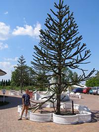 Araucaria araucana - blahočet chilský Araucaria araucana - blahočet chilský