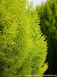 Platycladus orientalis 'Pyramidalis Aurea' - thůje východní