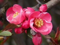 Přehled dřevin: keře, polokeře, popínavé dřeviny - Chaenomeles japonica