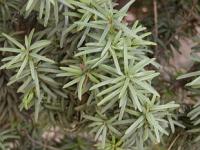 Cephalotaxus harringtonia - hlavotis peckovitý