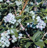 Vaccinium corymbosum - kanadské borůvky (FYTOS) Vaccinium corymbosum - kanadské borůvky (FYTOS)
