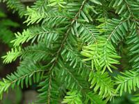 Jehličnany: Metasequoia glyptostroboides - metasekvoje tisovcovitá