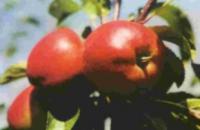 Malus domestica 'Hana' ® - jabloň (FYTOS)