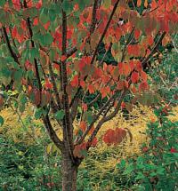 Prunus sargentii - třešeň Sargentova (READERS DIGEST VÝBĚR)