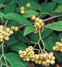 Cotoneaster salicifolius 'Rothschildianus' - skalník vrbolistý (READERS DIGEST VÝBĚR)