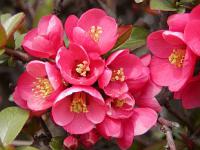 Barborka - kdoulovec Chaenomeles