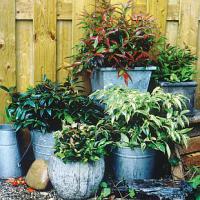 Leucothoe - leukotoe Leucothoe - leukotoe