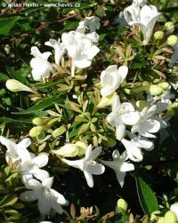 Abelia 'Sherwood' - abélie Abelia 'Sherwood' - abélie