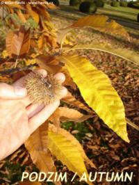 Castanea sativa - kaštanovník jedlý Castanea sativa - kaštanovník jedlý