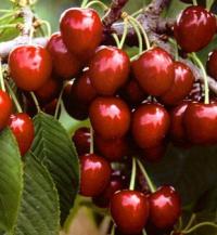 Prunus cerasus 'Napoleon' - třešeň chrupka Prunus cerasus 'Napoleon' - třešeň chrupka