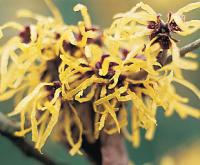 Hamamelis x intermedia 'Pallida' - vilín prostřední (READERS DIGEST VÝBĚR)
