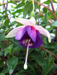 Fuchsia x hybrida 'La Campanella' - fuchsie, čílko Fuchsia x hybrida 'La Campanella' - fuchsie, čílko