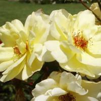 Rosa 'Golden Showers' - růže