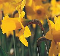 Narcissus 'Saint Keverne' - narcis (READERS DIGEST VÝBĚR)