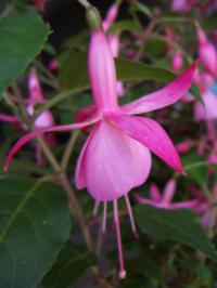 Fuchsia x hybrida 'Pink Beacon' ('Beacon Rosa') - fuchsie, čílko Fuchsia x hybrida 'Pink Beacon' ('Beacon Rosa') - fuchsie, čílko