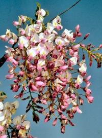 Wisteria brachybotrys 'Showa Beni' - vistárie vznešená