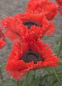 Papaver orientale 'Türkenlouis' - mák východní Papaver orientale 'Türkenlouis' - mák východní