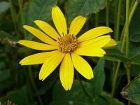 Heliopsis helianthoides - janeba drsná