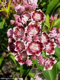 Kalmia latifolia 'Bull's Eye' - mamota širokolistá