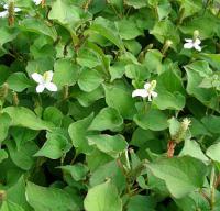 Houttuynia cordata - touleň srdčitá