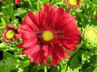Gaillardia aristata 'Sunburst Burgundy' - kokarda Gaillardia aristata 'Sunburst Burgundy' - kokarda
