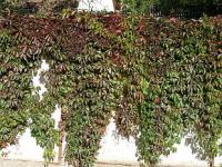 Ozelenění zídky na severní straně - Parthenocissus quinquefolia