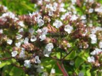 Origanum vulgare 'Golden Shine' - oregáno, dobromysl