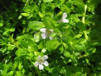 Bacopa monnieri - bakopa drobnolistá, brahmi