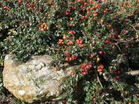 Cotoneaster - skalník (PROVOBIS)