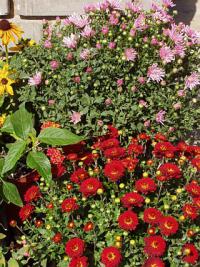 Chrysanthemum - listopadka (PROVOBIS) Chrysanthemum - listopadka (PROVOBIS)