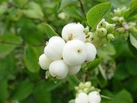 Symphoricarpos - pámelník (PROVOBIS)