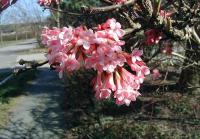 Viburnum farreri - kalina vonná (PROVOBIS)