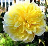 Rosa 'The Pilgrim' - růže