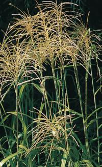 Miscanthus sacchariflorus - ozdobnice cukrová (READERS DIGEST VÝBĚR) Miscanthus sacchariflorus - ozdobnice cukrová (READERS DIGEST VÝBĚR)