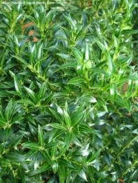 Ilex aquifolium 'Harpune' - cesmína ostrolistá