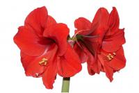 Hippeastrum - hvězdník (PROVOBIS) Hippeastrum - hvězdník (PROVOBIS)