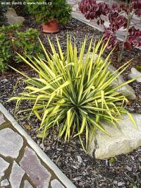 Yucca flaccida 'Golden Sword' - juka vláknitá